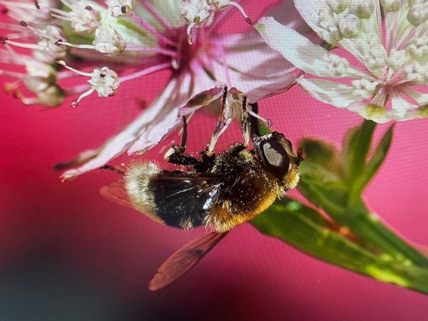 Hommelbijvlieg (Eristalis intricaria)